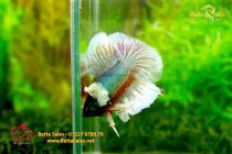 bettafancyhalfmoondumbo207