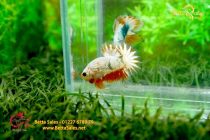 bettafancyhalfmoondumbo21