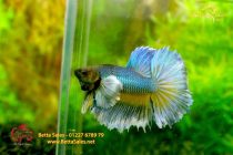 bettafancyhalfmoondumbo212