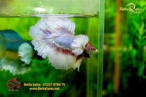 bettafancyhalfmoondumbo215