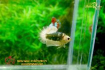 bettafancyhalfmoondumbo23