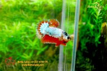 bettafancyhalfmoondumbo28 bettafancyhalfmoondumbo28