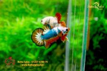 bettafancyhalfmoondumbo3 bettafancyhalfmoondumbo3