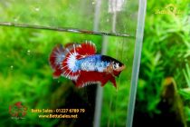 bettafancyhalfmoondumbo34 bettafancyhalfmoondumbo34