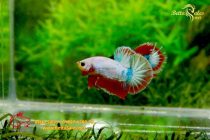 bettafancyhalfmoondumbo37 bettafancyhalfmoondumbo37