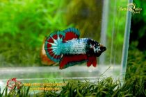 bettafancyhalfmoondumbo41 bettafancyhalfmoondumbo41