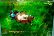 bettafancyhalfmoondumbo42