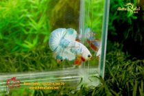 bettafancyhalfmoondumbo48 bettafancyhalfmoondumbo48