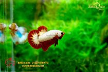 bettafancyhalfmoondumbo51 bettafancyhalfmoondumbo51