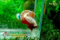 bettafancyhalfmoondumbo62 bettafancyhalfmoondumbo62