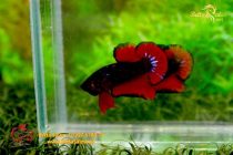 bettafancyhalfmoondumbo64 bettafancyhalfmoondumbo64