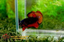 bettafancyhalfmoondumbo68 bettafancyhalfmoondumbo68