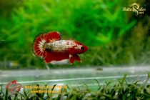 bettafancyhalfmoondumbo74 bettafancyhalfmoondumbo74