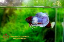 bettafancyhalfmoondumbo81