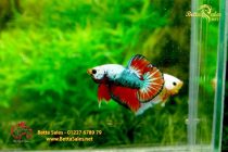 bettafancyhalfmoondumbo9