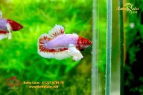 bettafancyhalfmoondumbo91