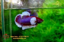 bettafancyhalfmoondumbo92