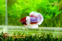 bettafancyhalfmoondumbo96