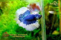 bettafancyvahalfmoon1 bettafancyvahalfmoon1