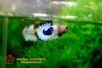 bettafancyvahalfmoon101 bettafancyvahalfmoon101