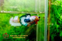 bettafancyvahalfmoon106 bettafancyvahalfmoon106