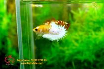 bettafancyvahalfmoon108 bettafancyvahalfmoon108