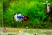 bettafancyvahalfmoon114 bettafancyvahalfmoon114