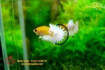 bettafancyvahalfmoon118