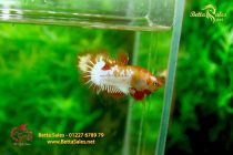 bettafancyvahalfmoon128 bettafancyvahalfmoon128