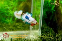 bettafancyvahalfmoon129 bettafancyvahalfmoon129