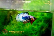 bettafancyvahalfmoon135 bettafancyvahalfmoon135