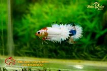 bettafancyvahalfmoon138 bettafancyvahalfmoon138