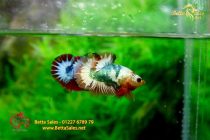 bettafancyvahalfmoon143 bettafancyvahalfmoon143