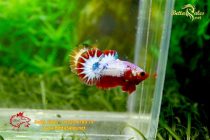 bettafancyvahalfmoon144 bettafancyvahalfmoon144