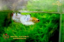 bettafancyvahalfmoon150 bettafancyvahalfmoon150