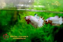 bettafancyvahalfmoon155 bettafancyvahalfmoon155