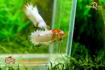 bettafancyvahalfmoon164 bettafancyvahalfmoon164