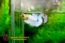 bettafancyvahalfmoon168 bettafancyvahalfmoon168