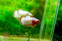 bettafancyvahalfmoon175 bettafancyvahalfmoon175