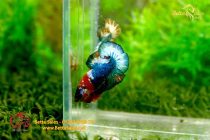 bettafancyvahalfmoon179 bettafancyvahalfmoon179