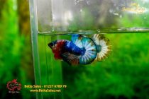 bettafancyvahalfmoon181 bettafancyvahalfmoon181