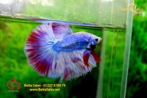 bettafancyvahalfmoon19 bettafancyvahalfmoon19