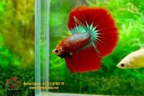 bettafancyvahalfmoon23 bettafancyvahalfmoon23