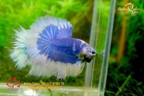 bettafancyvahalfmoon34