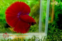 bettafancyvahalfmoon37