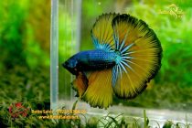 bettafancyvahalfmoon45 bettafancyvahalfmoon45