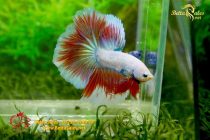 bettafancyvahalfmoon5