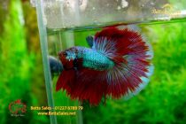 bettafancyvahalfmoon50 bettafancyvahalfmoon50