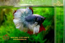 bettafancyvahalfmoon53