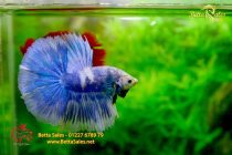 bettafancyvahalfmoon58